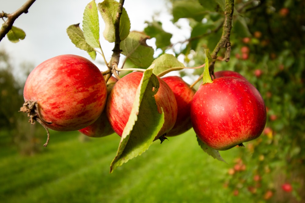 three red apples hanging from a tree branch