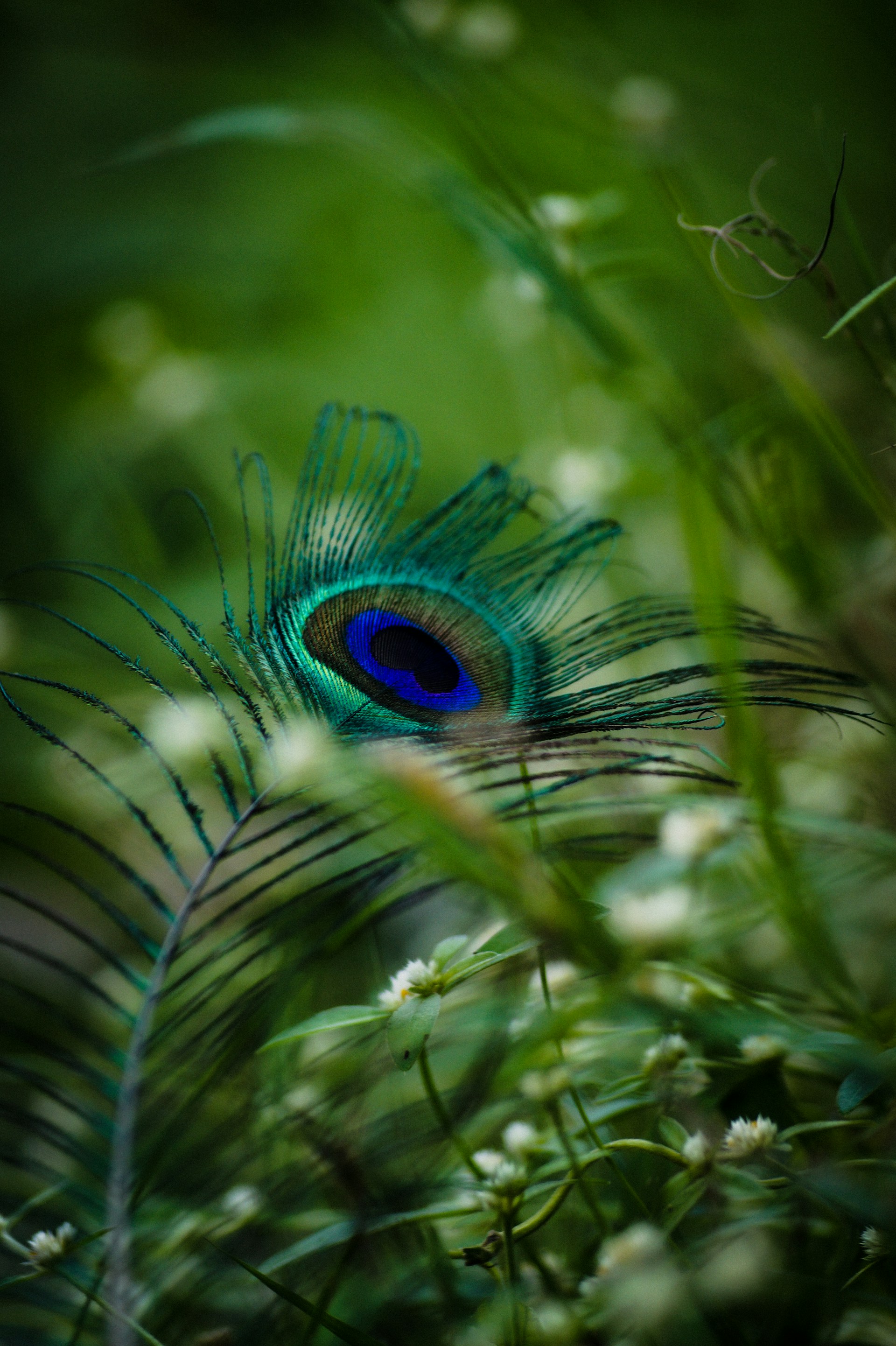 a close up of a peacock's feathers on a plant