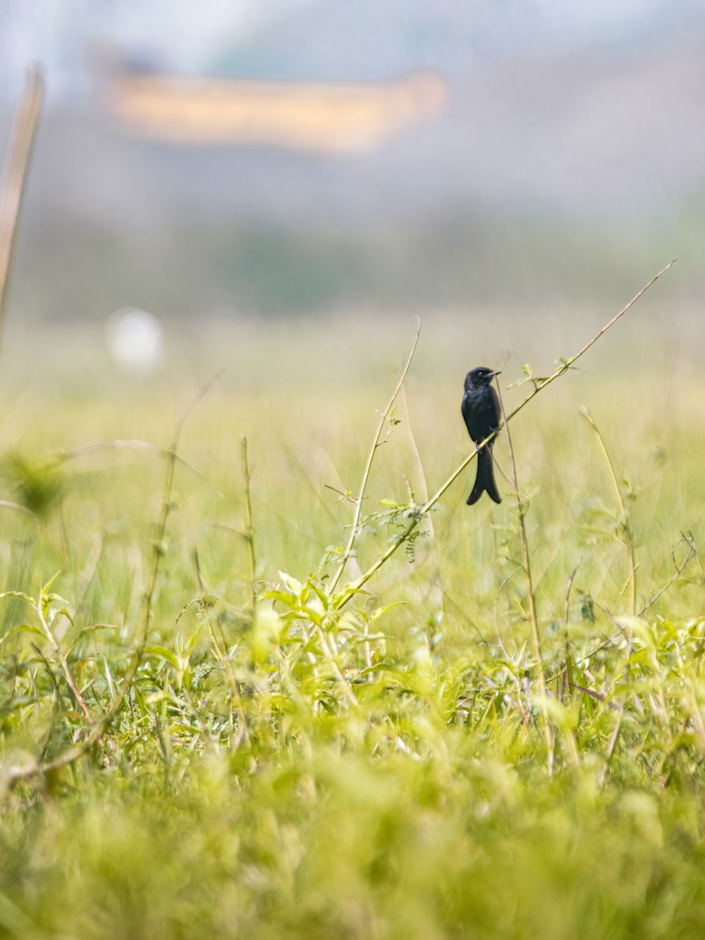 a small black bird sitting on top of a grass covered field