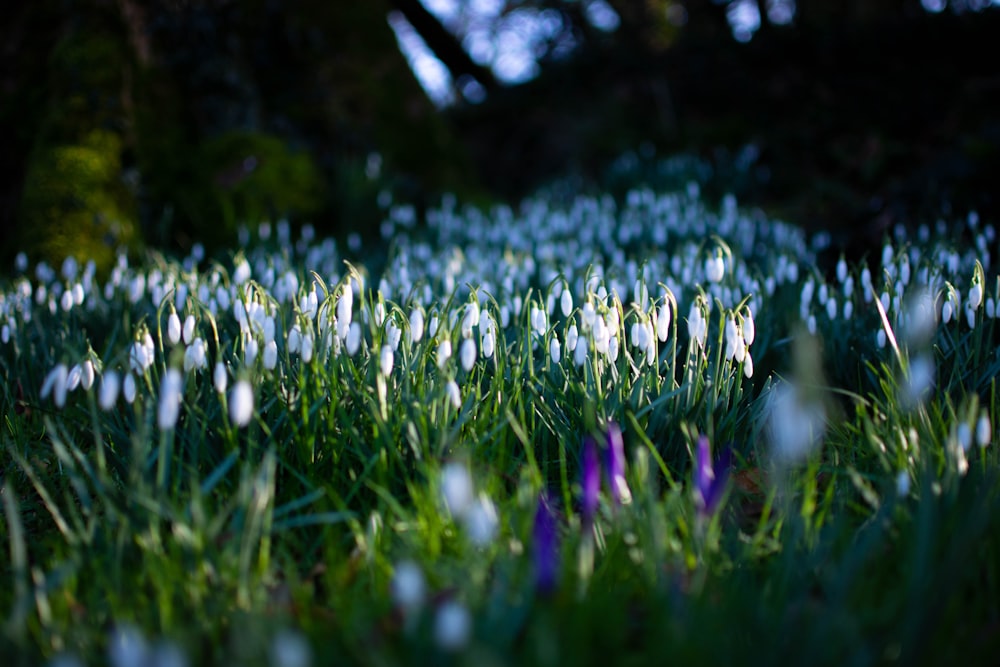 Un campo lleno de flores blancas y moradas