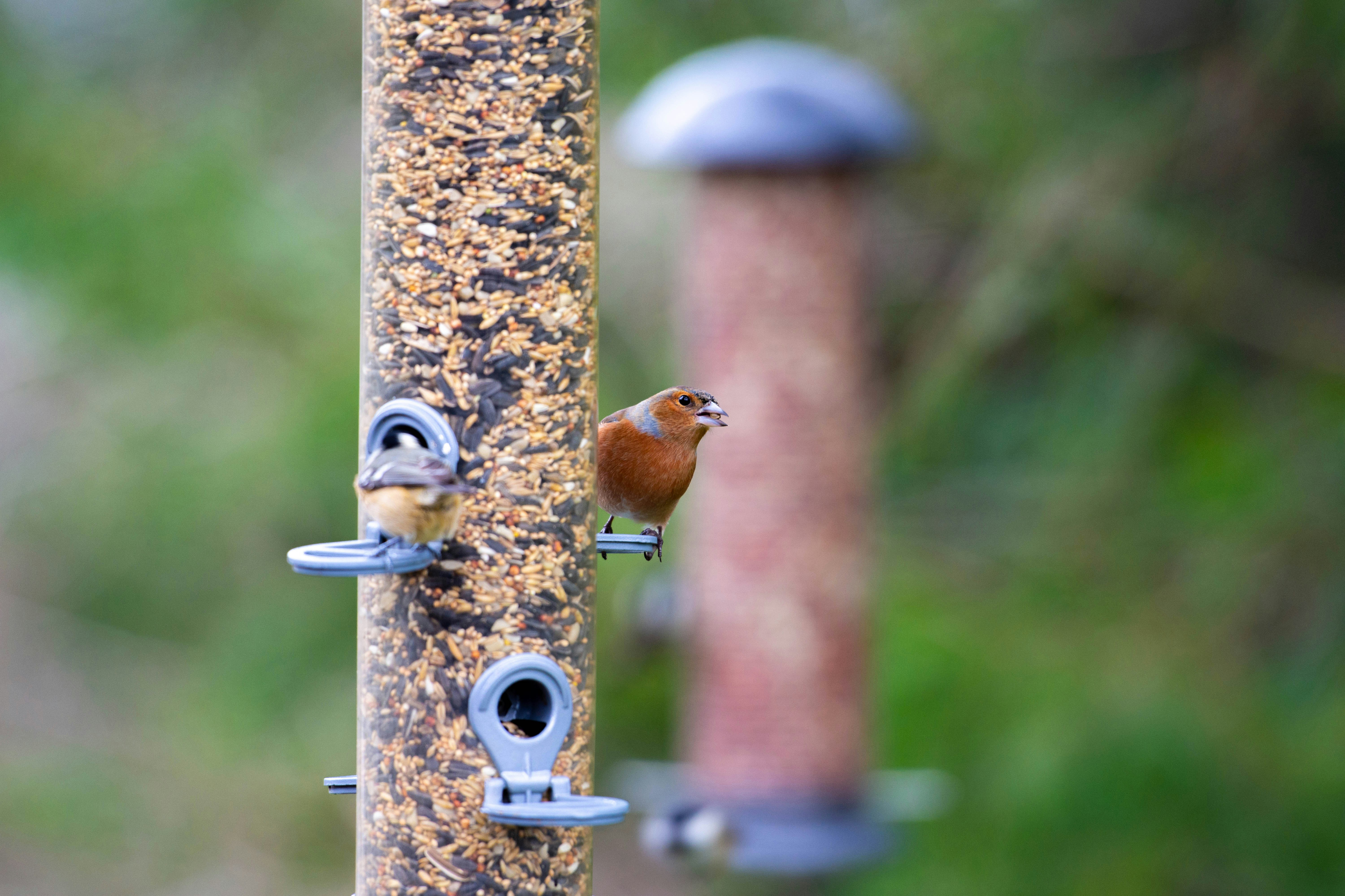 A bird is perched on a bird feeder
