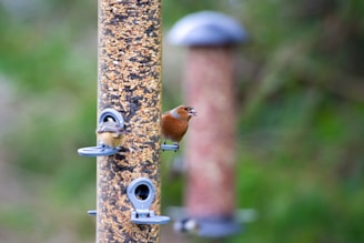 a bird is perched on a bird feeder