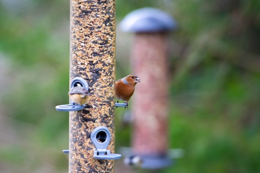 a bird is perched on a bird feeder