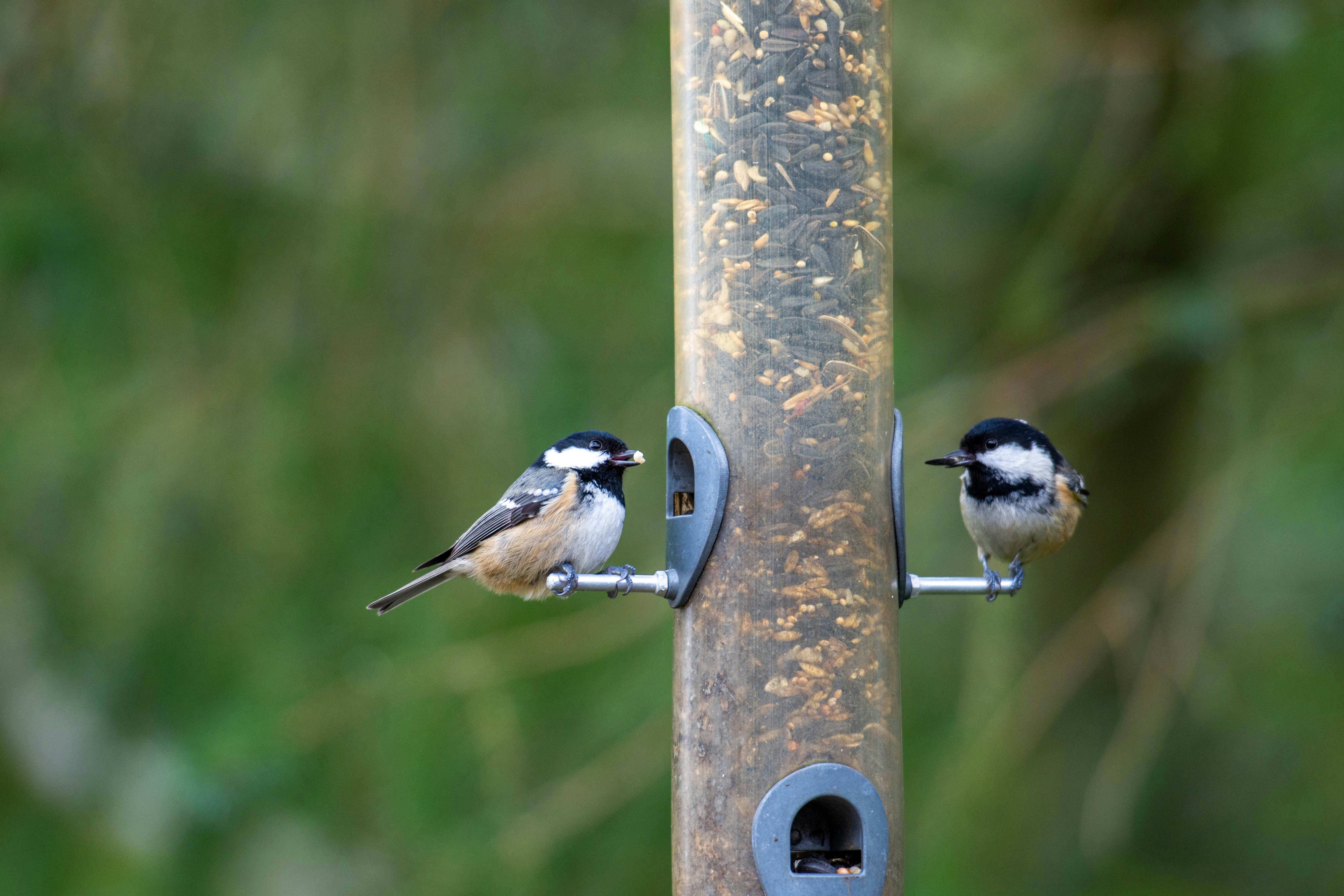 two birds are perched on a bird feeder