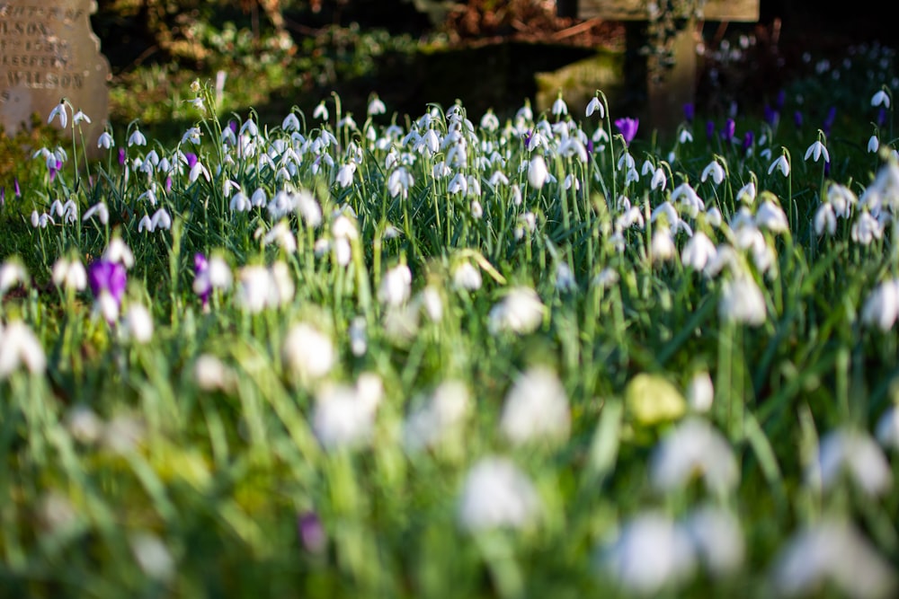 a bunch of flowers that are in the grass