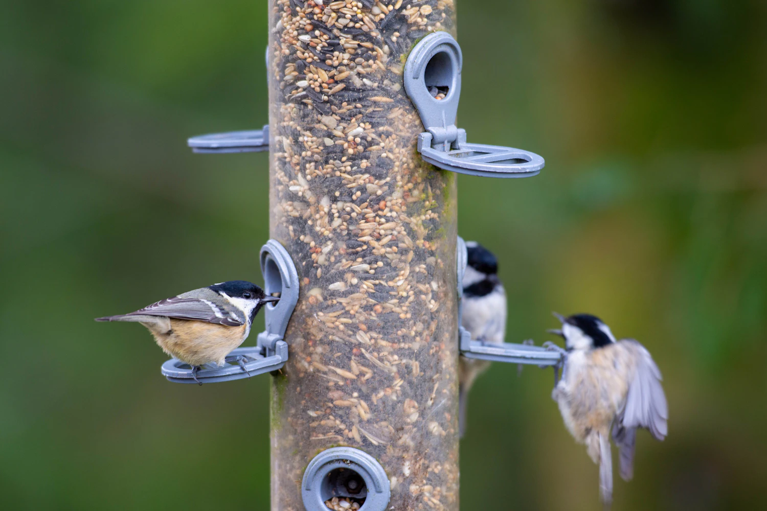 Coal tits and a great tit feeding at the perches of a tall mesh seed tube filled with mixed seed