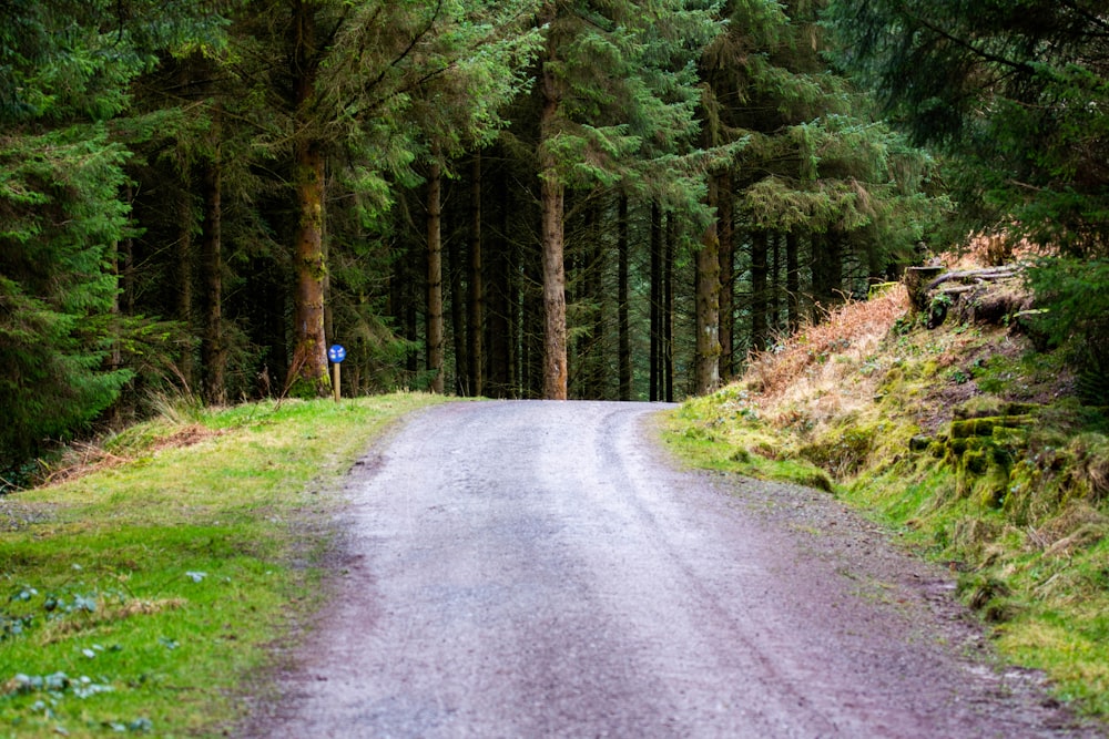 a road in the middle of a wooded area