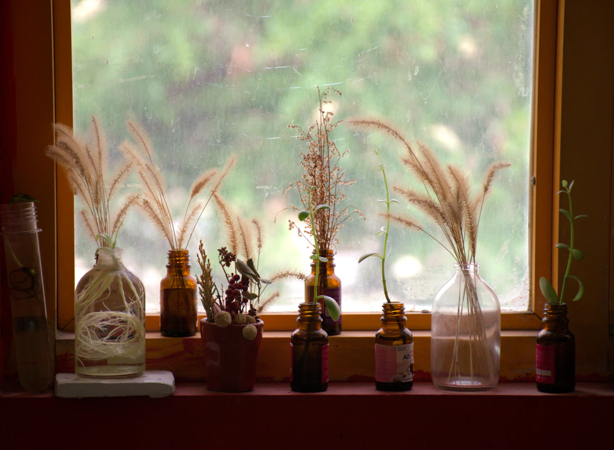 Botanicals in the window