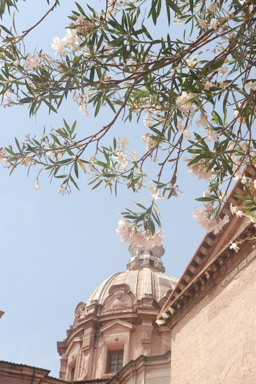 a building with a dome and a tree with white flowers