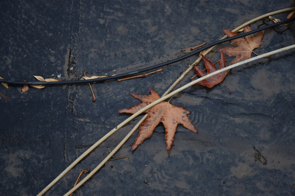 a couple of leaves laying on top of a puddle of water