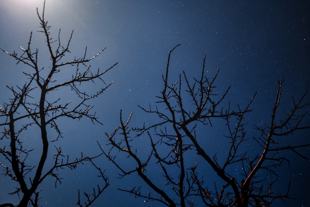a full moon shines in the sky above a tree