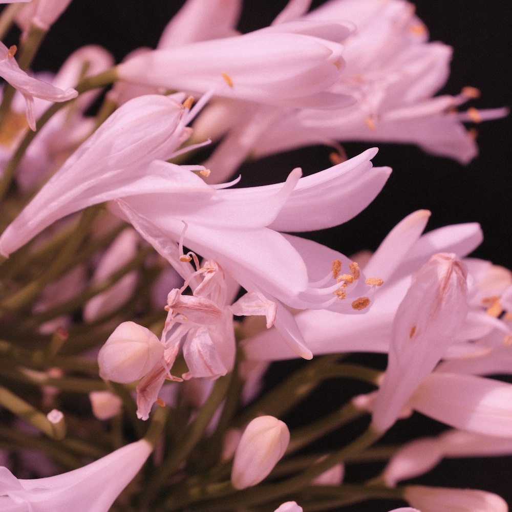 a close up of a bunch of white flowers