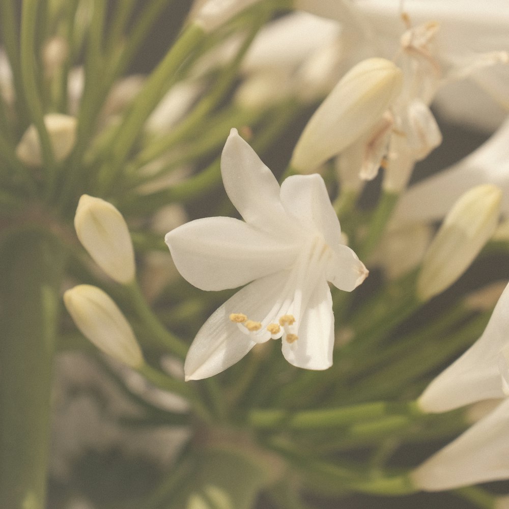 Un ramo de flores blancas están en un jarrón