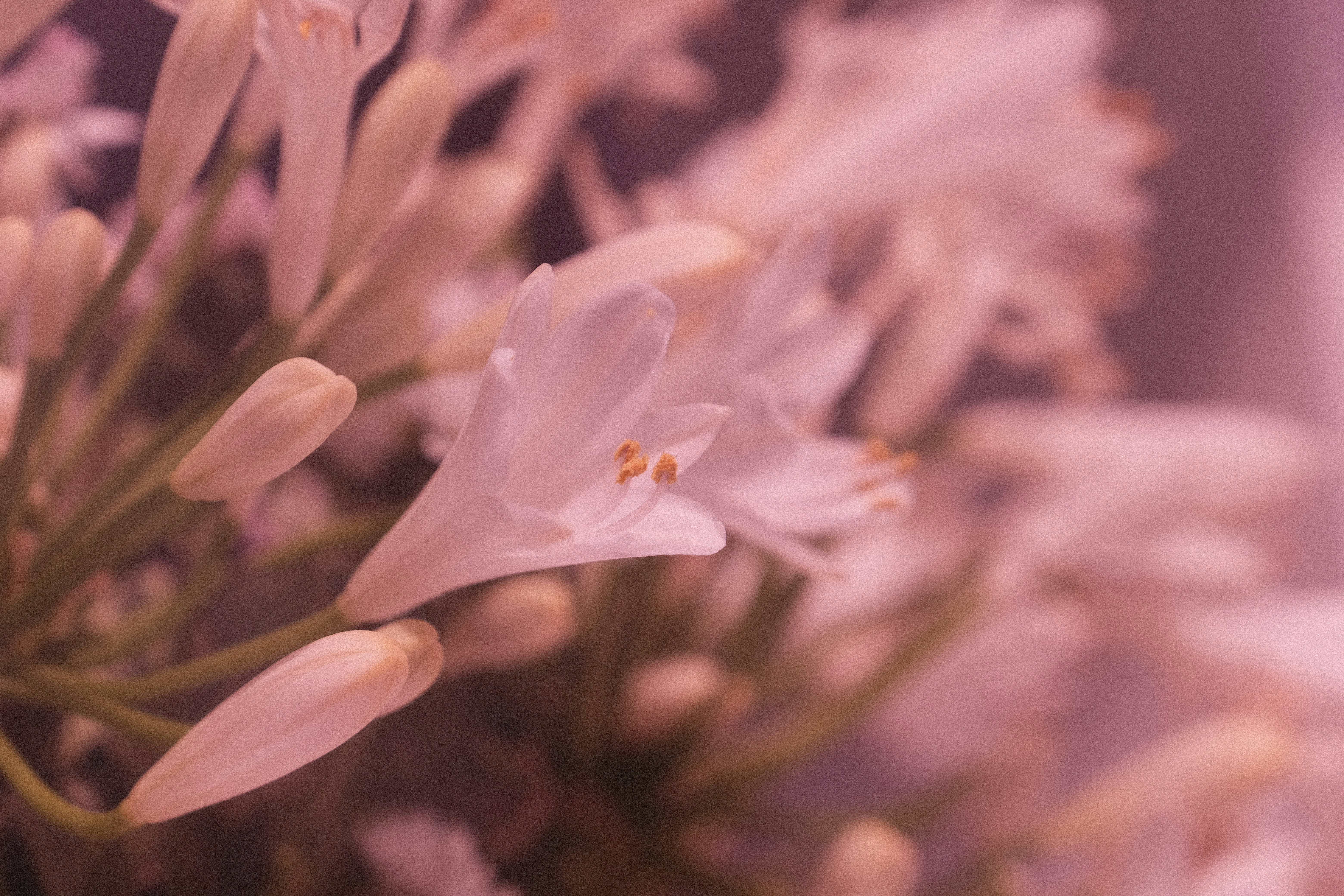 Photo by deandon