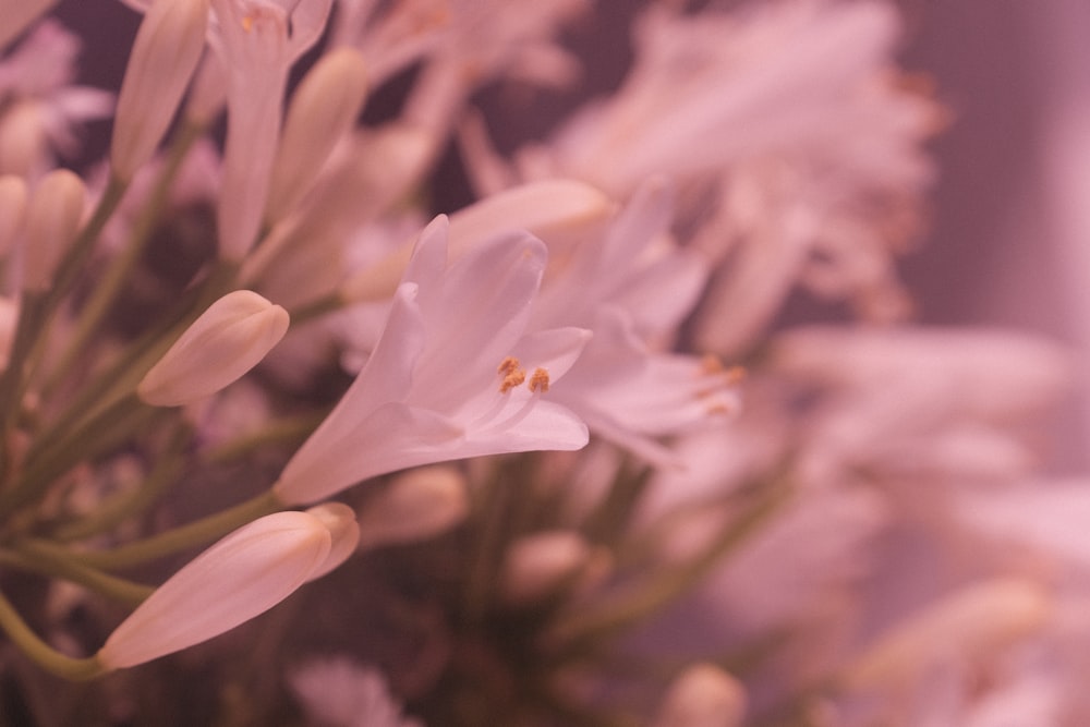 흰 꽃 한 무리의 클로즈업