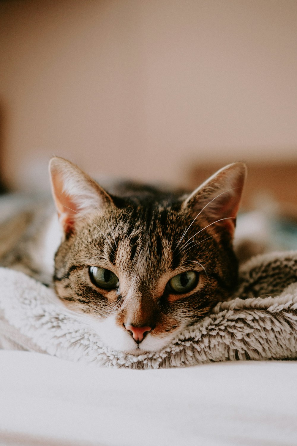 a close up of a cat laying on a bed