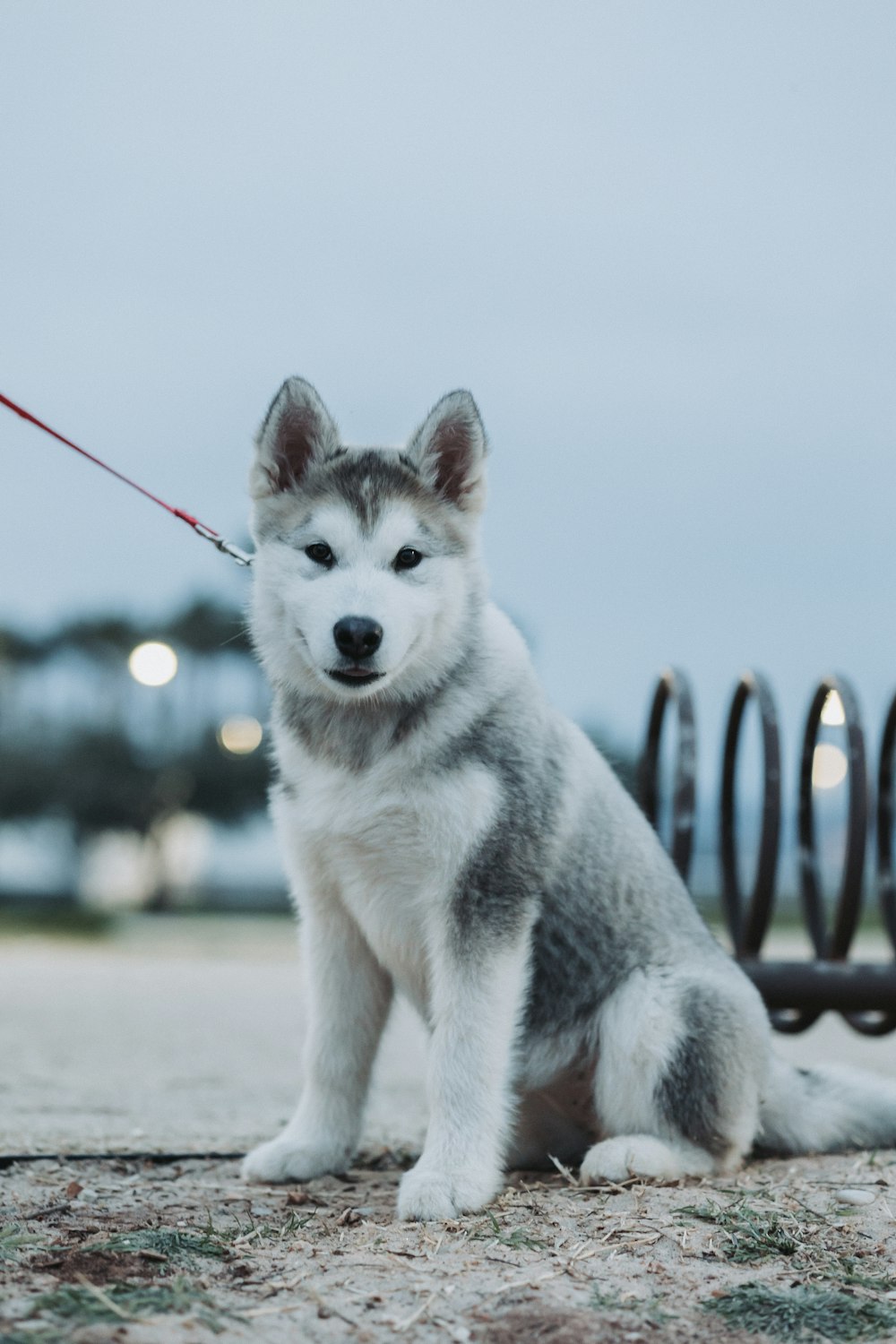 a husky dog sitting on the ground with a leash