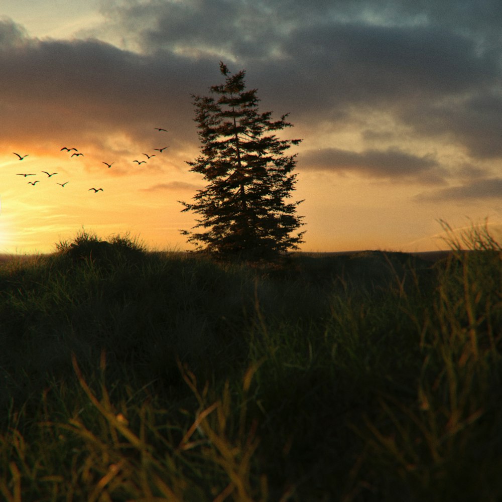 a sunset over a grass field