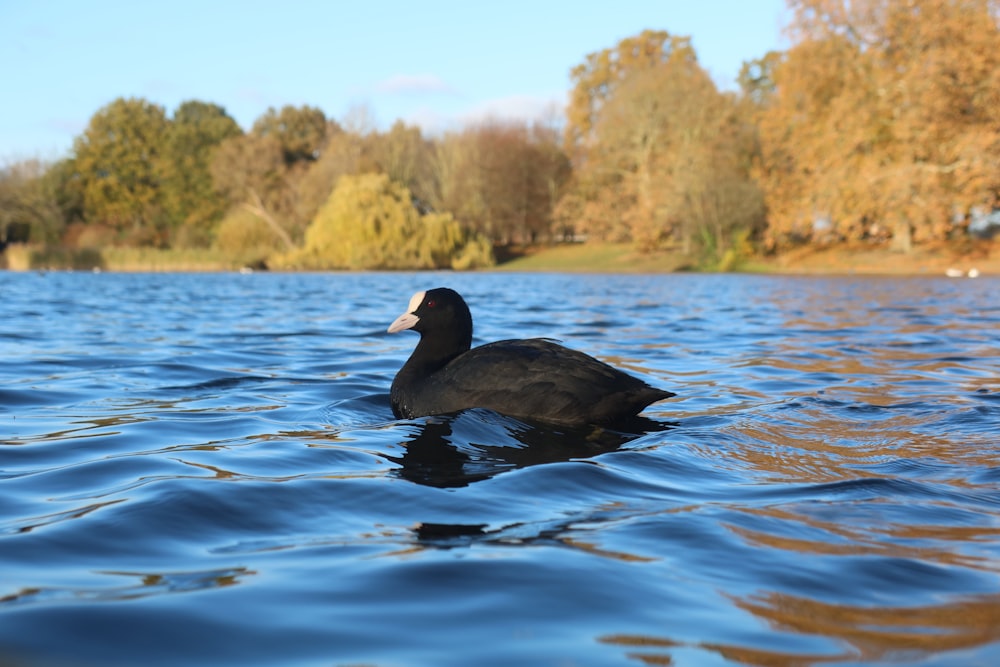 a black duck floating on top of a lake