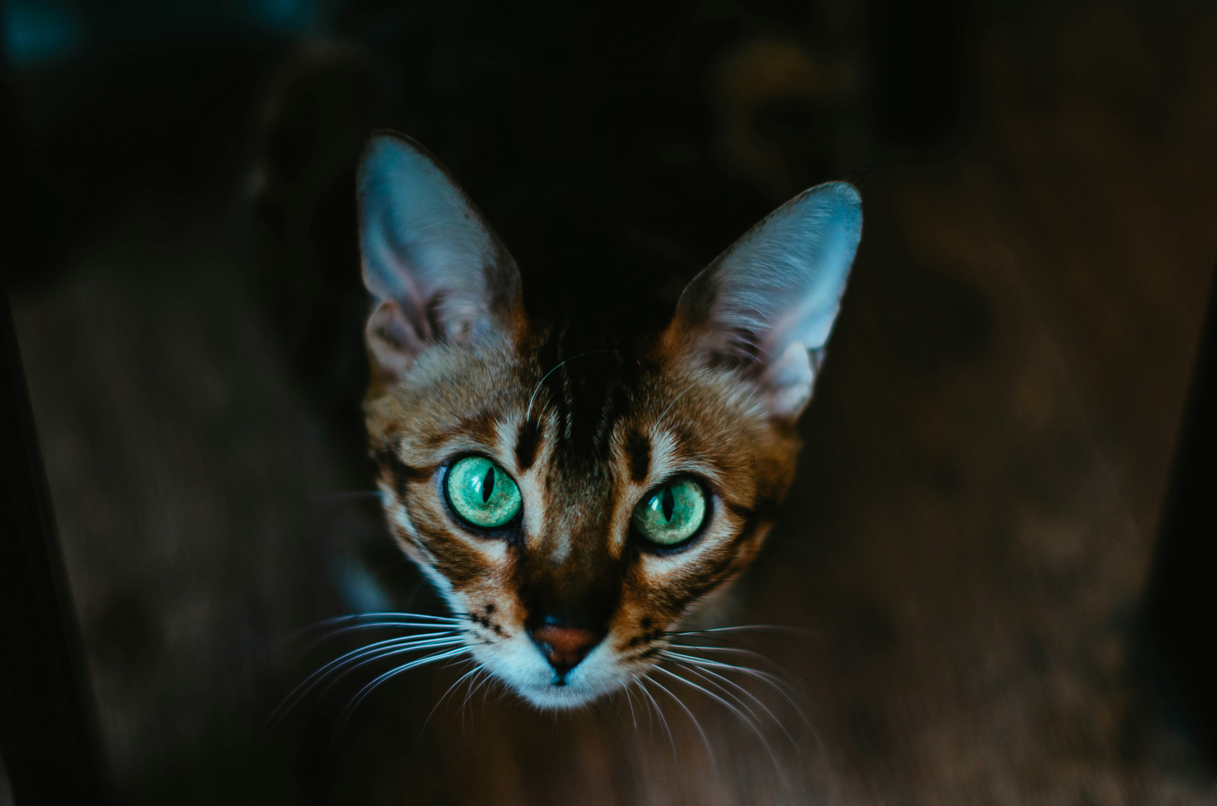 a close up of a cat with green eyes, 