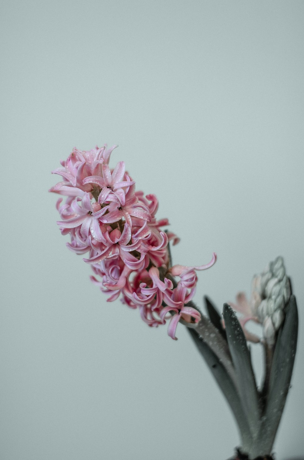 a pink flower in a black vase on a table