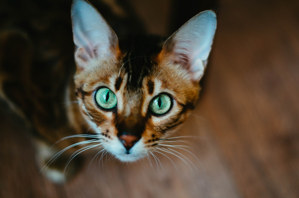 a close up of a cat with green eyes