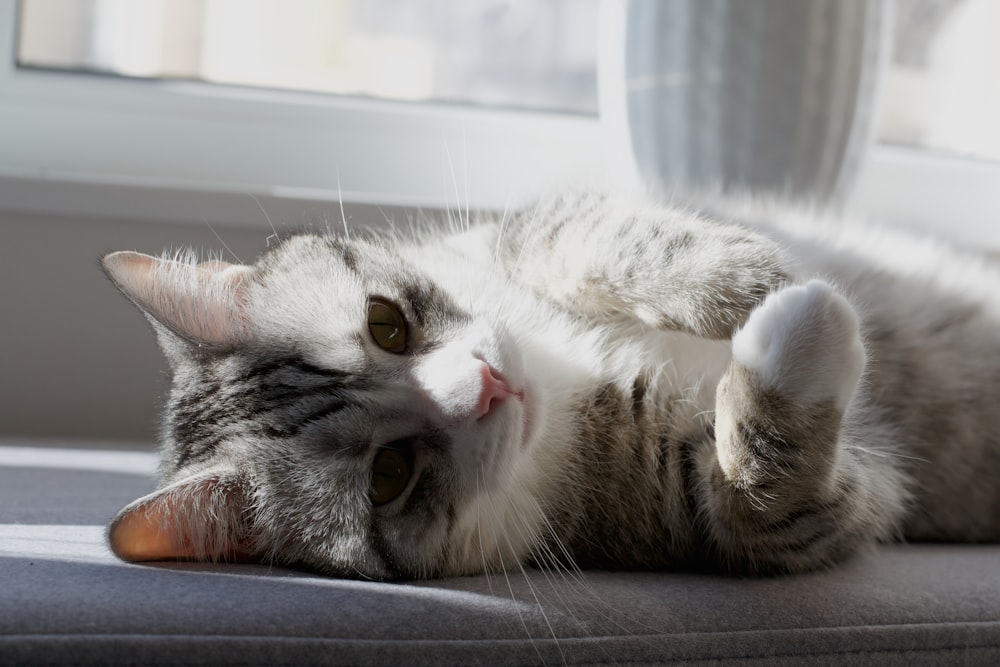 a gray and white cat laying on its back on a couch