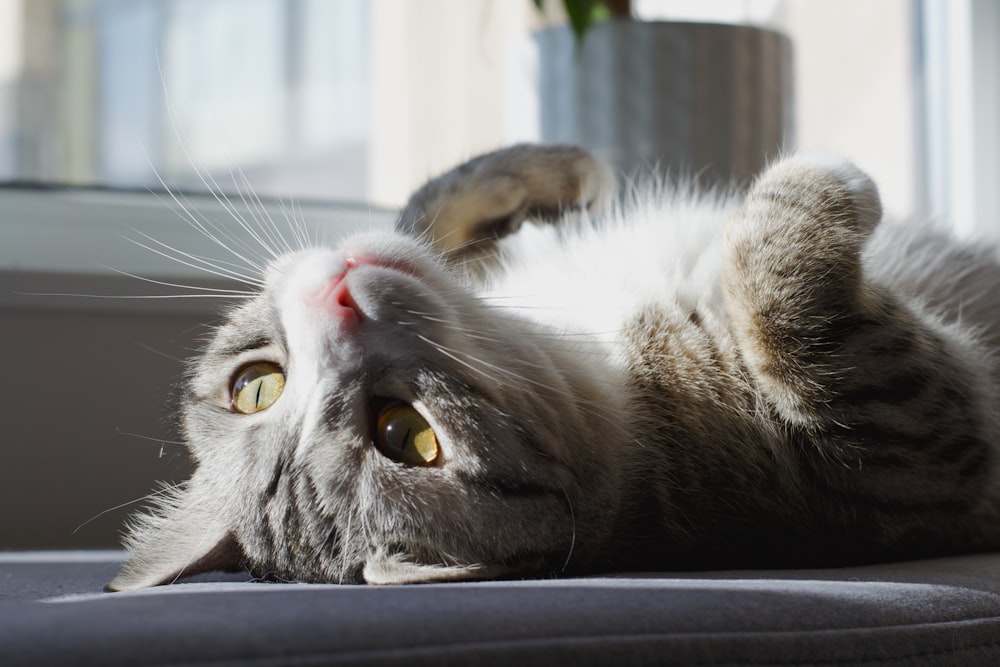 a cat laying on its back on a couch