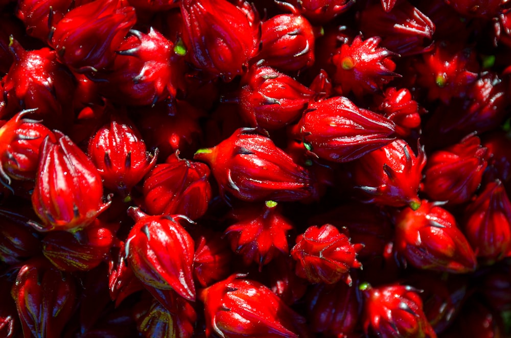 a close up of a bunch of red flowers