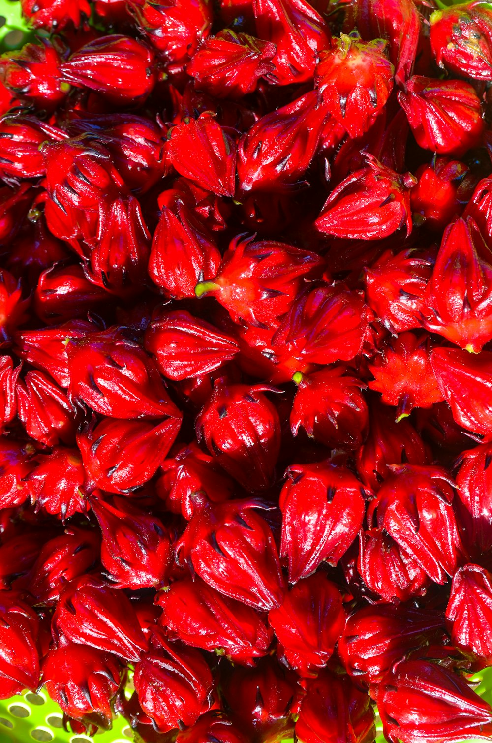 a close up of a bunch of red flowers