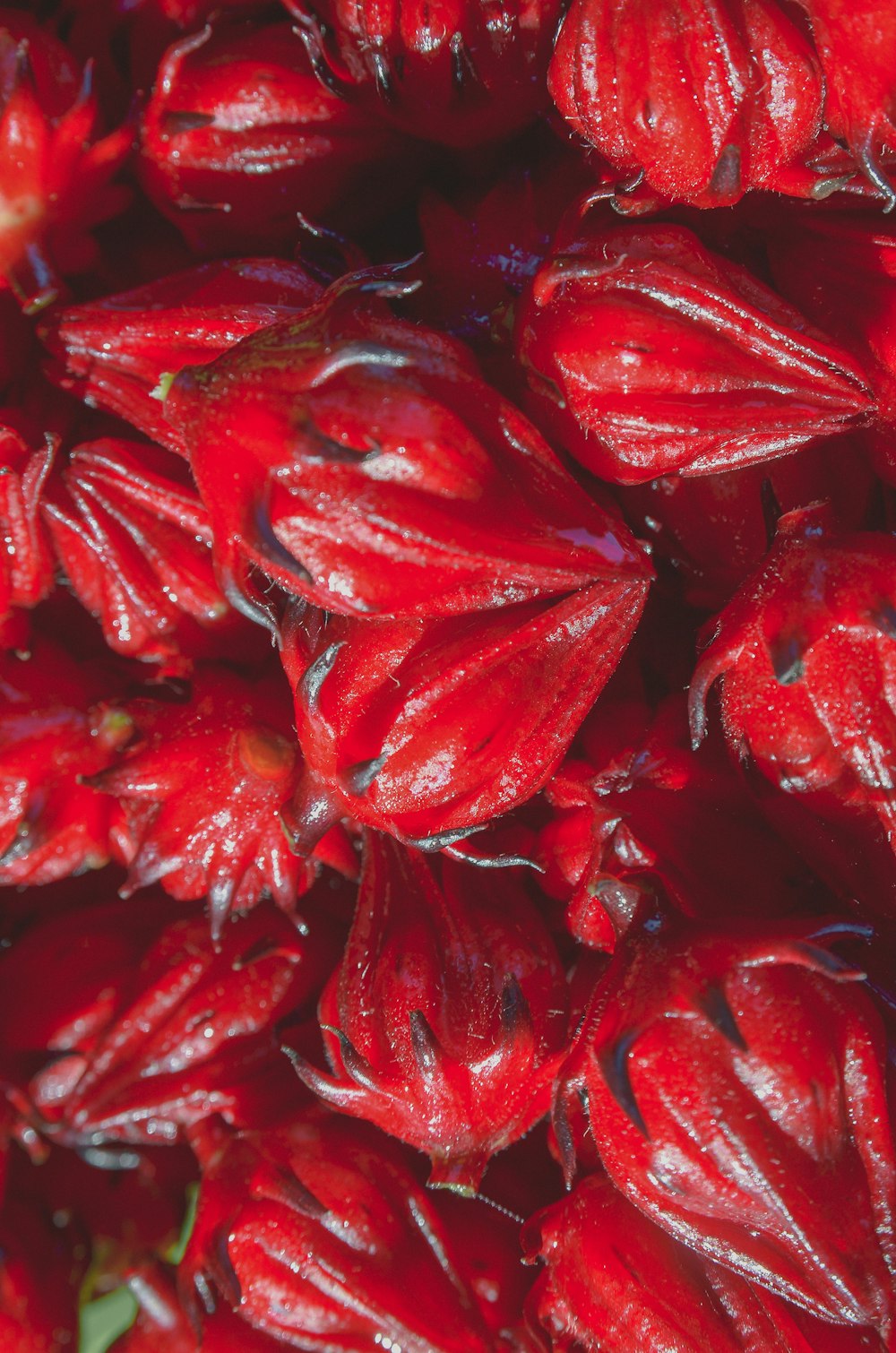 a close up of a bunch of red flowers