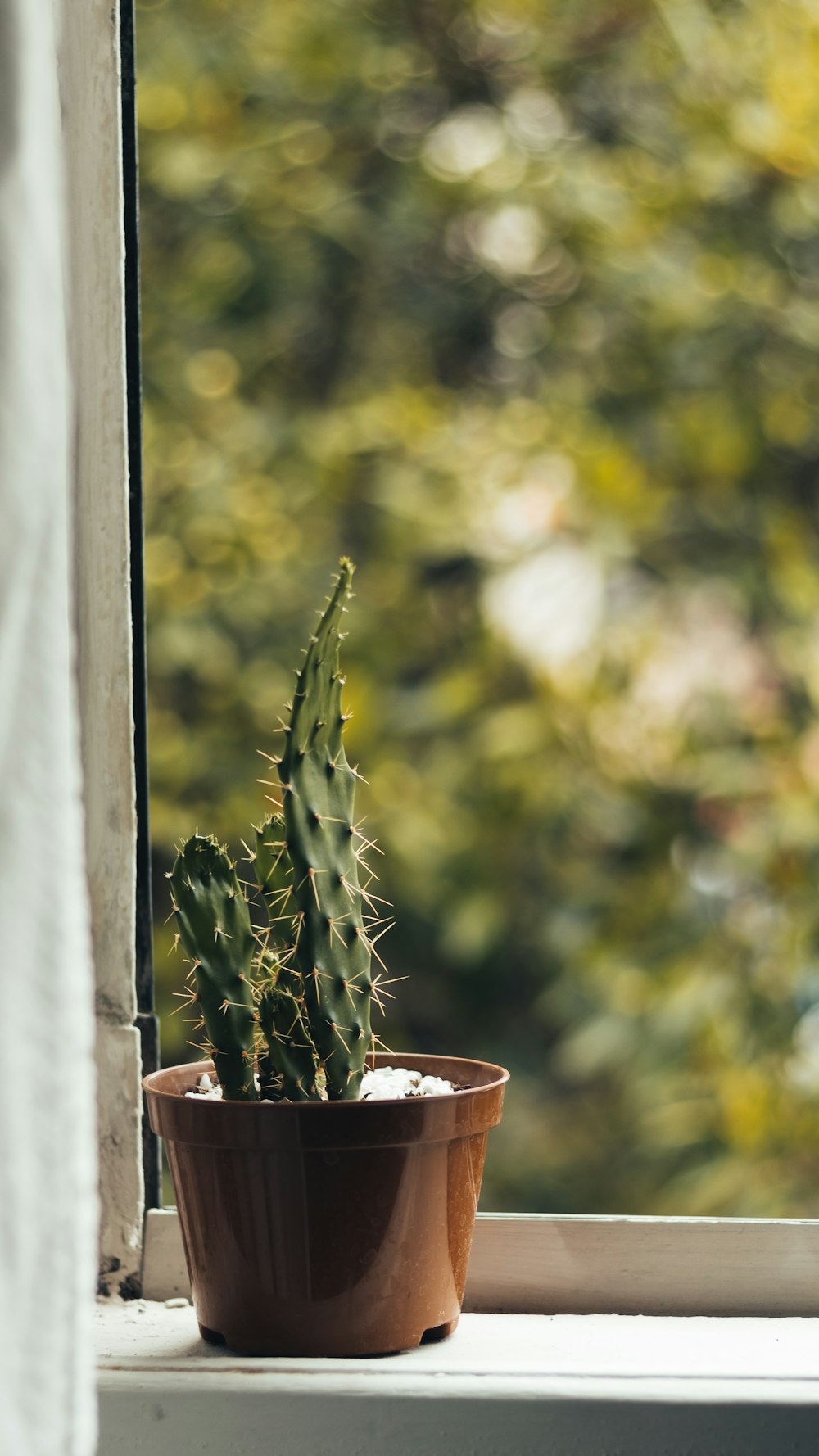 a cactus in a pot sitting on a window sill