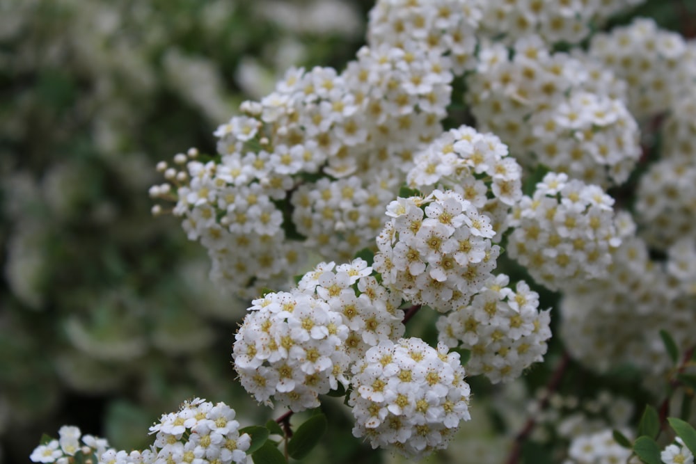 a bunch of white flowers with green leaves