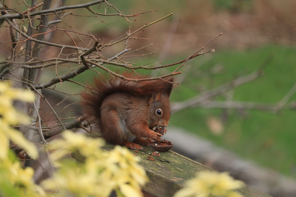 a squirrel sitting on top of a tree branch