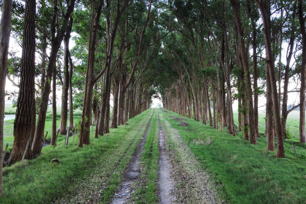 a dirt road surrounded by trees and grass