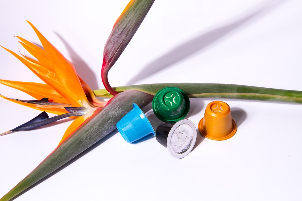 a bird of paradise plant with three bottles of medicine