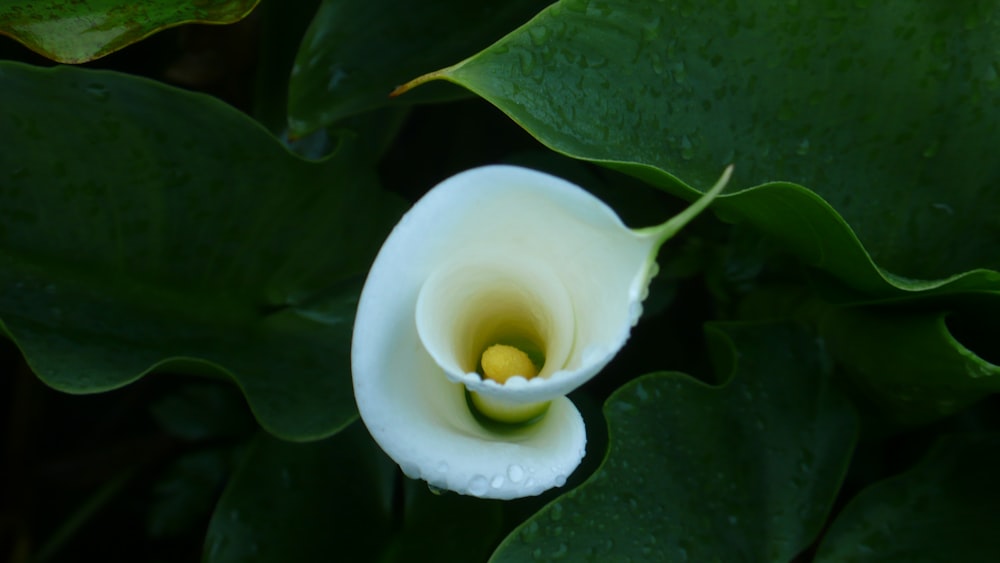 a white flower with green leaves in the background