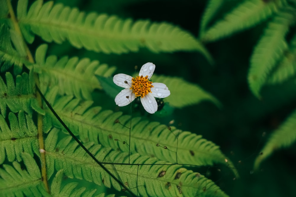 a small white flower sitting on top of a lush green leaf
