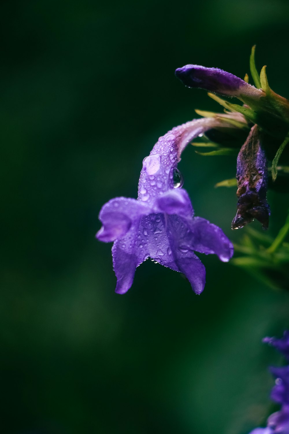 a purple flower with water droplets on it