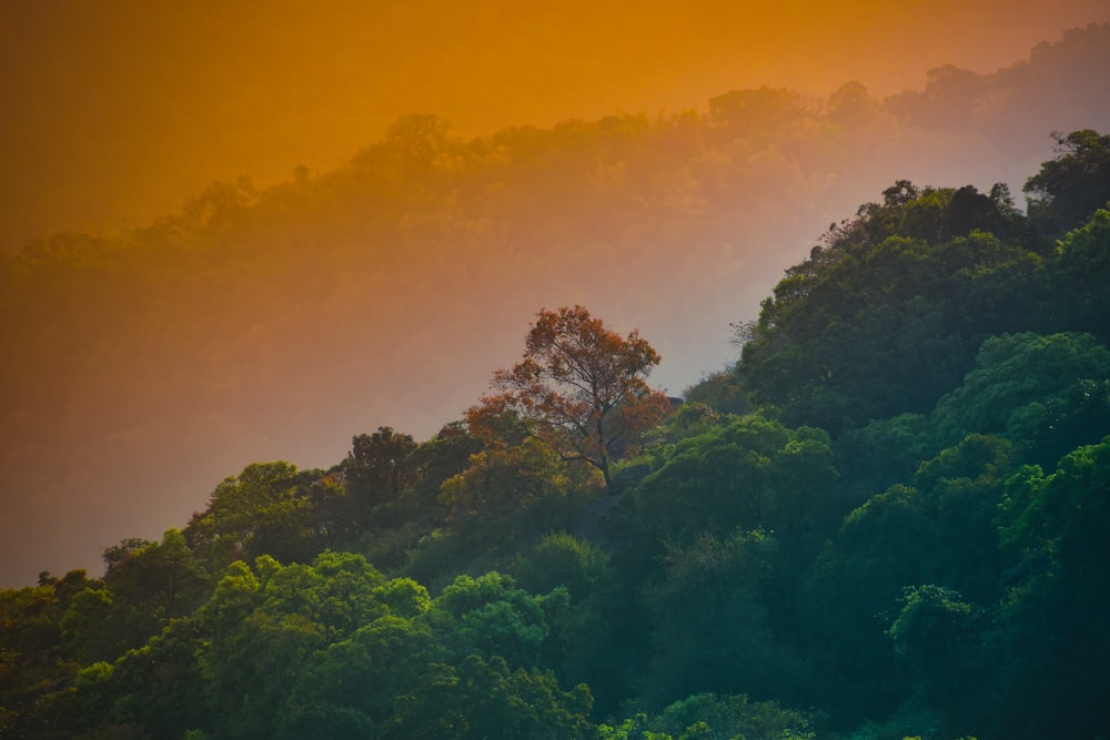 a mountain covered in trees and fog during the day