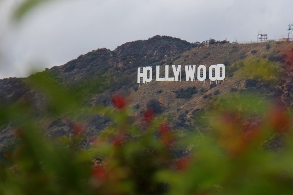 a hollywood sign on a hill with trees in the foreground