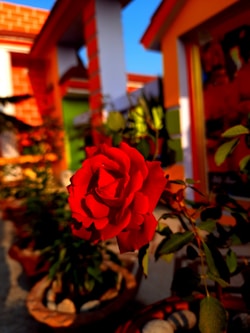 A vibrant red rose in full bloom, surrounded by lush green leaves, is prominently displayed in a garden setting. The background features colorful buildings, with bright orange and red bricks, adding warmth and contrast to the scene.