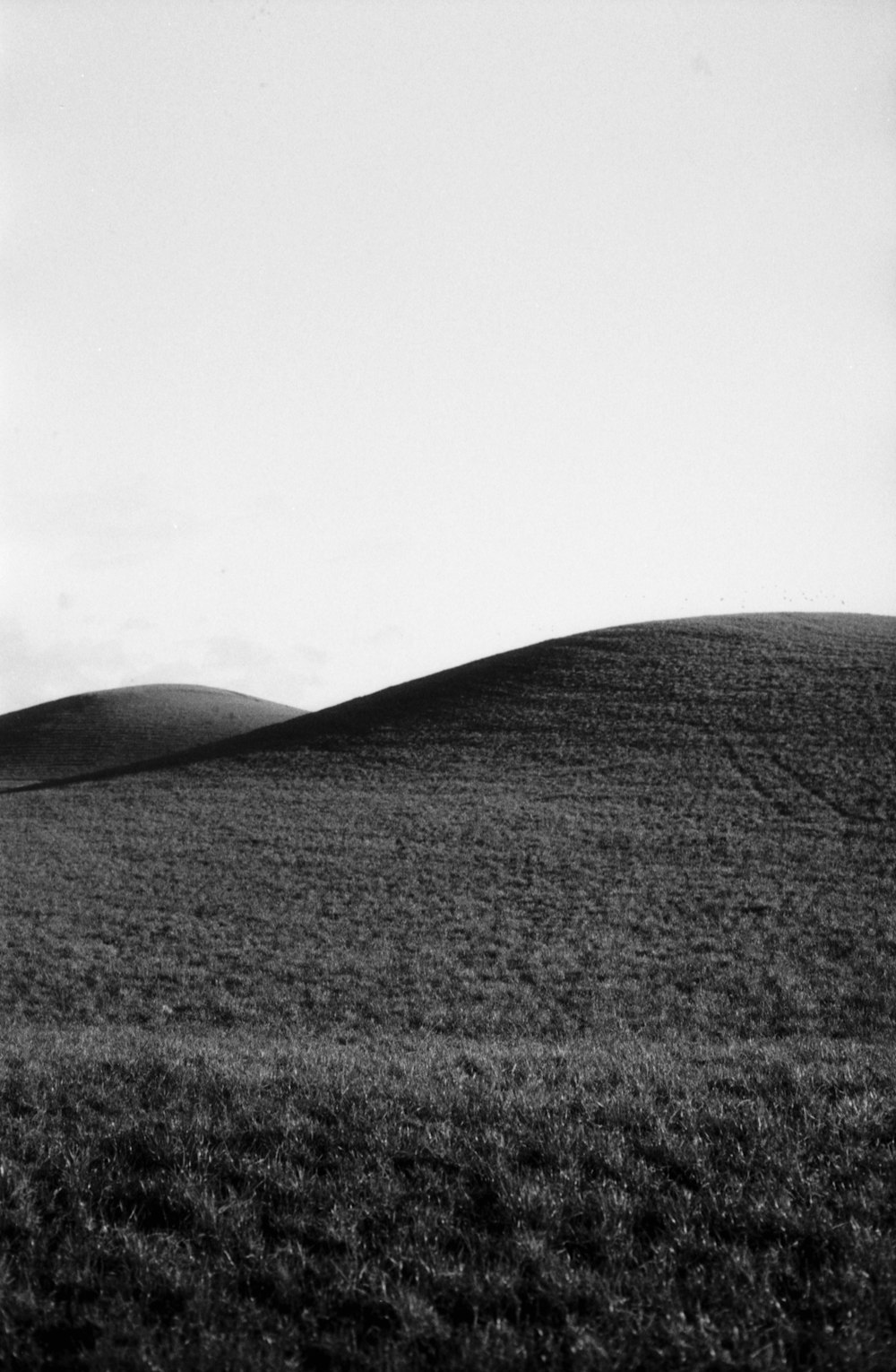 a black and white photo of a grassy hill