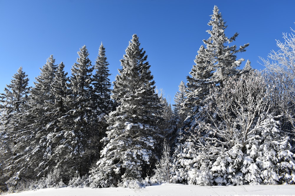 a group of pine trees covered in snow