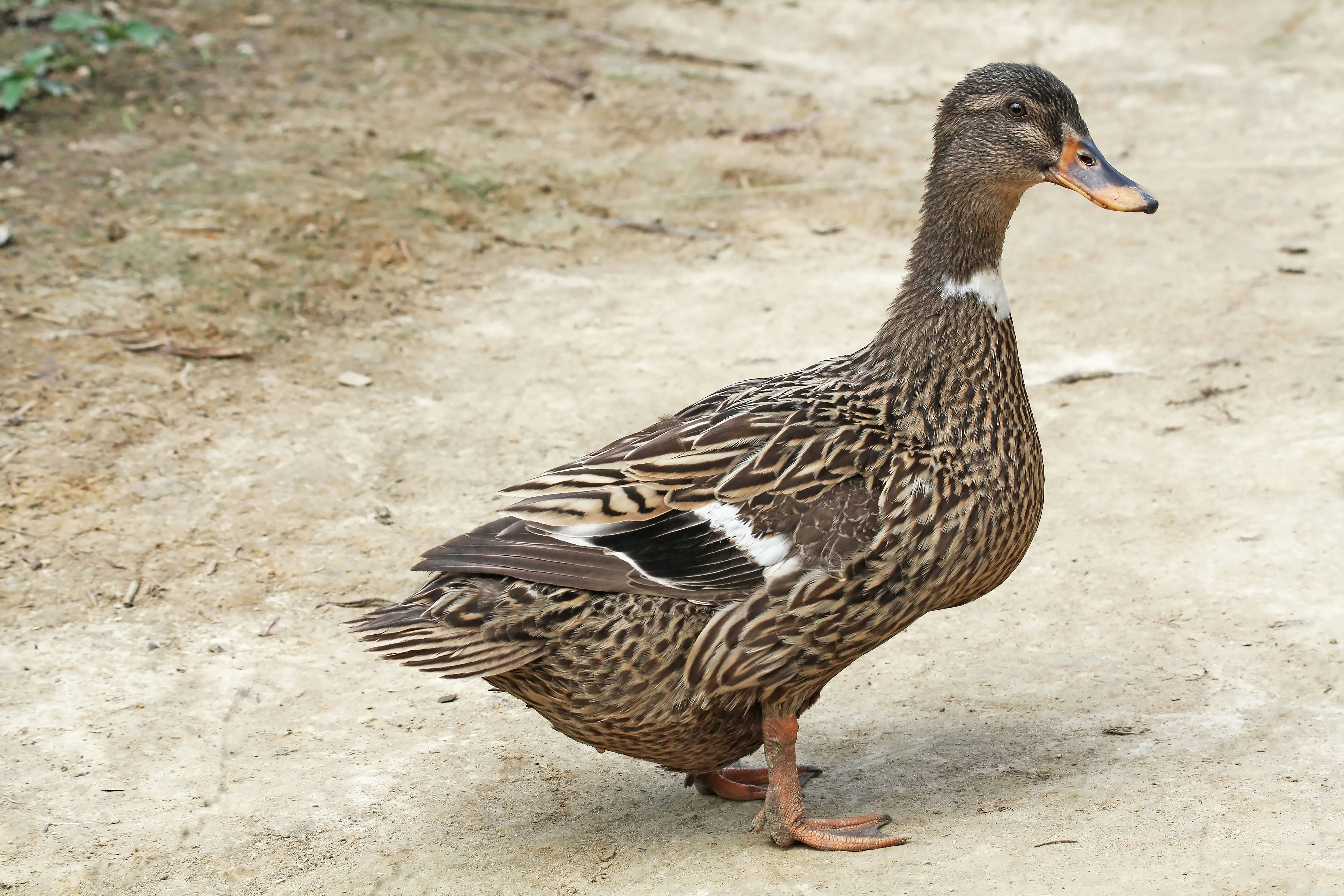 Photo by sylvester_123