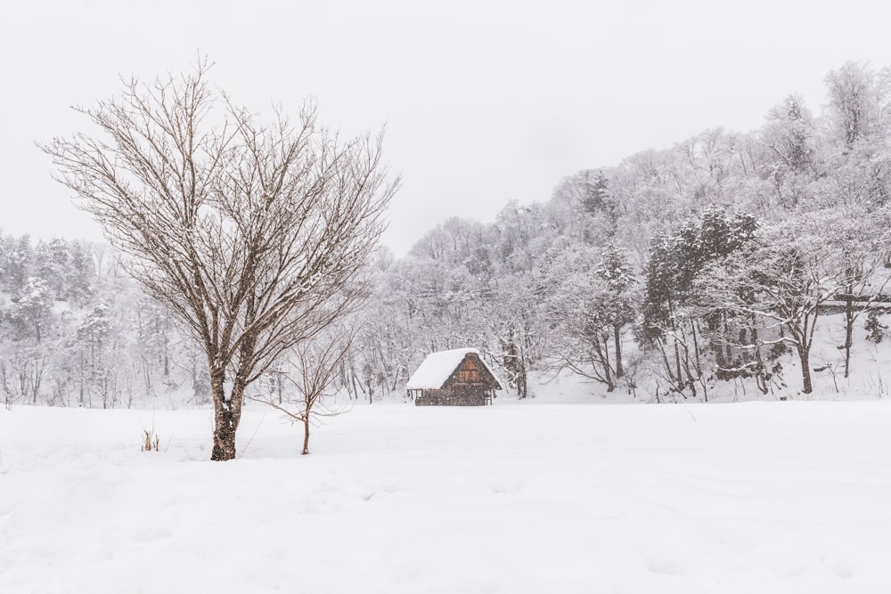 um campo coberto de neve com uma casa ao fundo