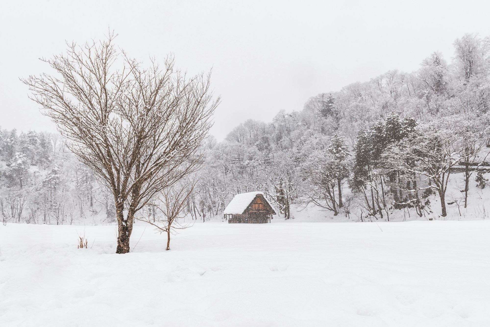 Best Time to Visit Gifu: Weather Guide
