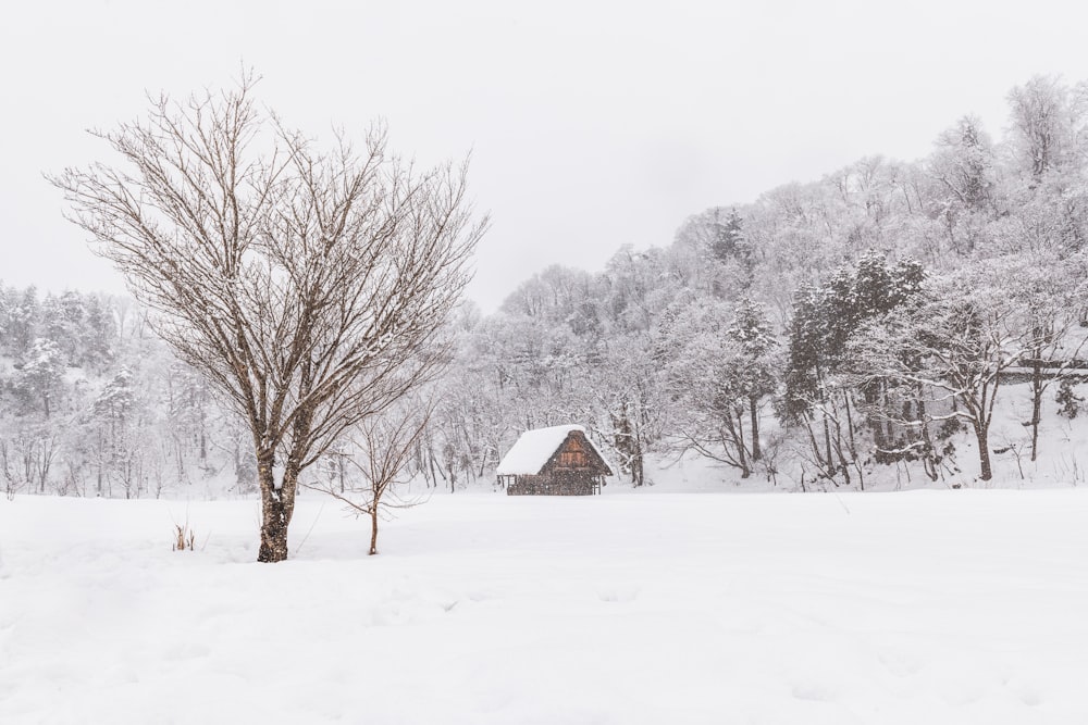 a snow covered field with a house in the background