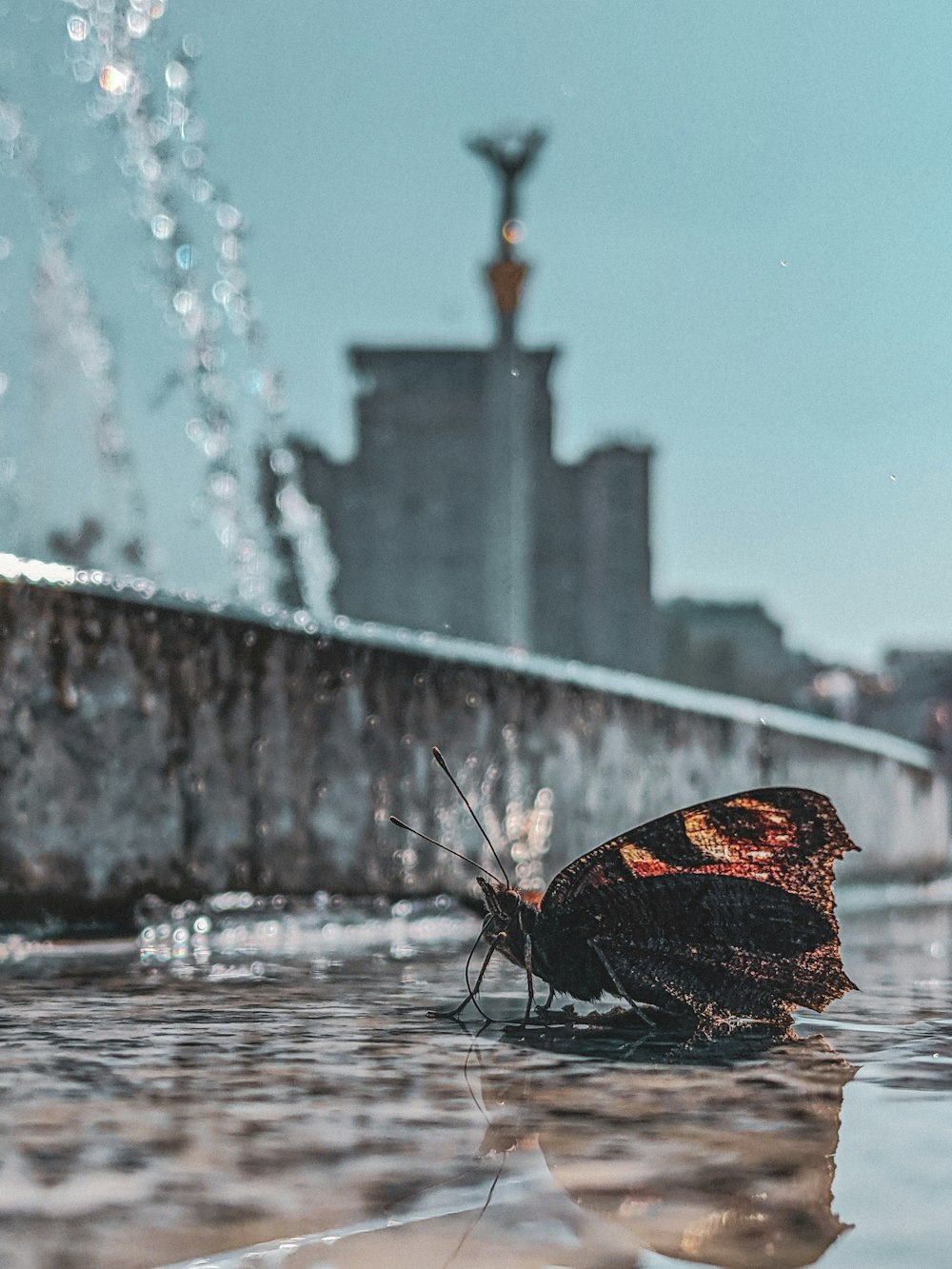 a butterfly that is sitting on the ground