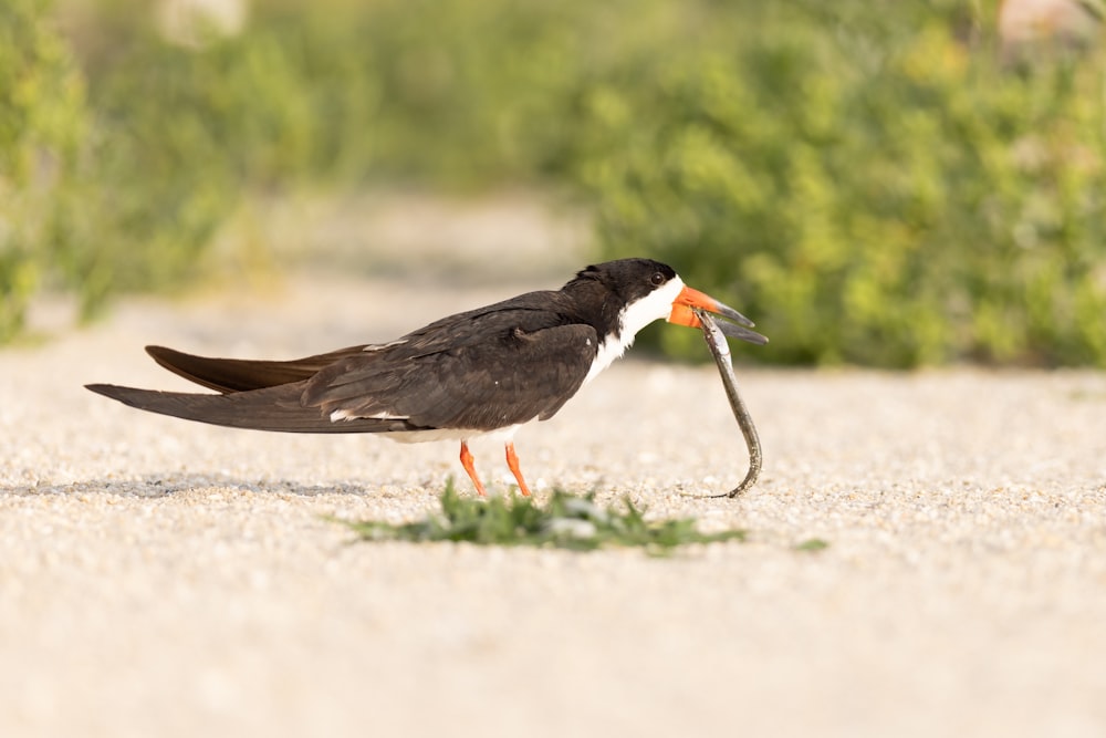 a black and white bird with a worm in it's beak